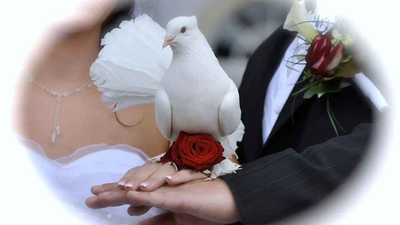 Heiraten in Dresden mit Hochzeitstauben Dresden