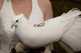 Trauringe Dresden mit einer schneeweißen Pfauentaube und den Trauringen auf dem Rücken.
