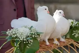 Hochzeitstauben Dresden mit einem Pfauentaubenpärchen auf einer Hochzeit. heiraten_ in_dresden